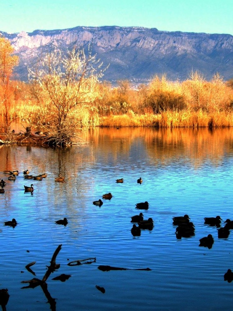 Visitors on a nature trail through cottonwood bosque at Rio Grande Nature Center State Park, Albuquerque