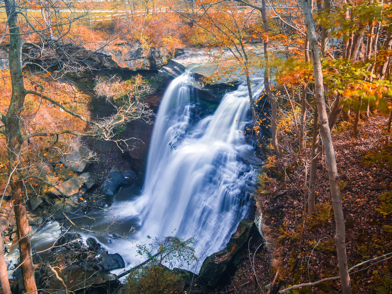 Mardi Gras Aligator Float