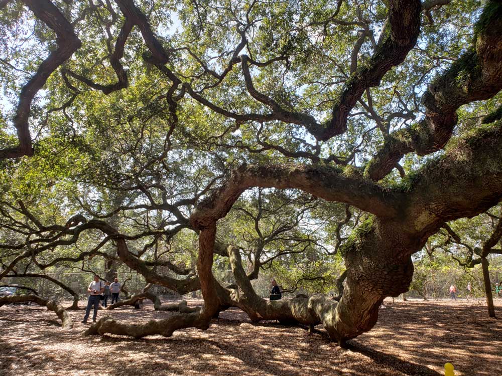 angel-oak-tree-behind-branches