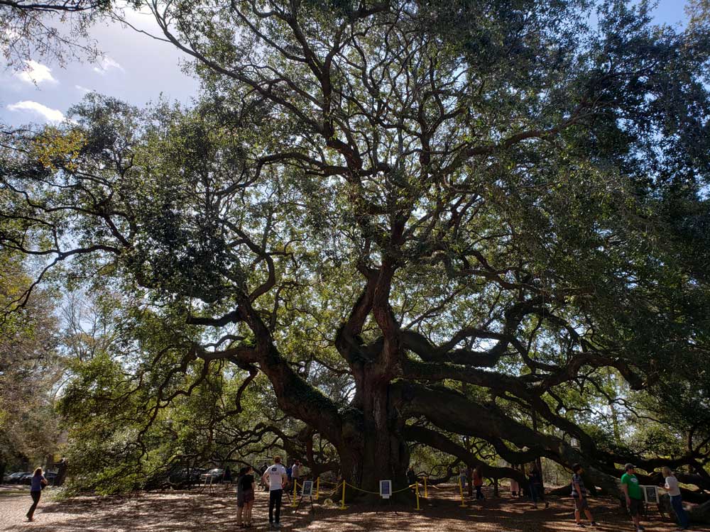 angel-oak-tree-full