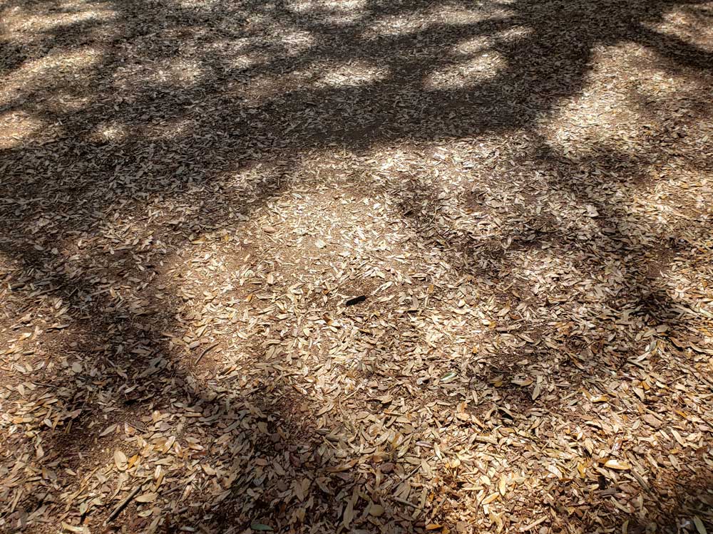 angel-oak-tree-ground