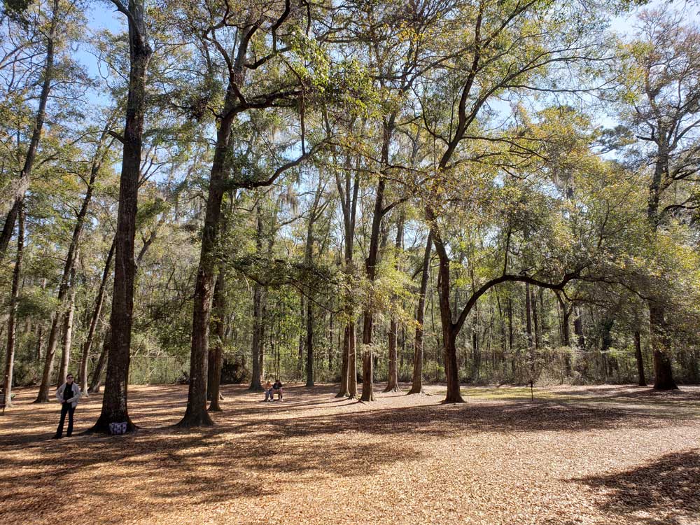 angel-oak-tree-surrounding-trees