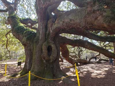 Angel Oak Tree