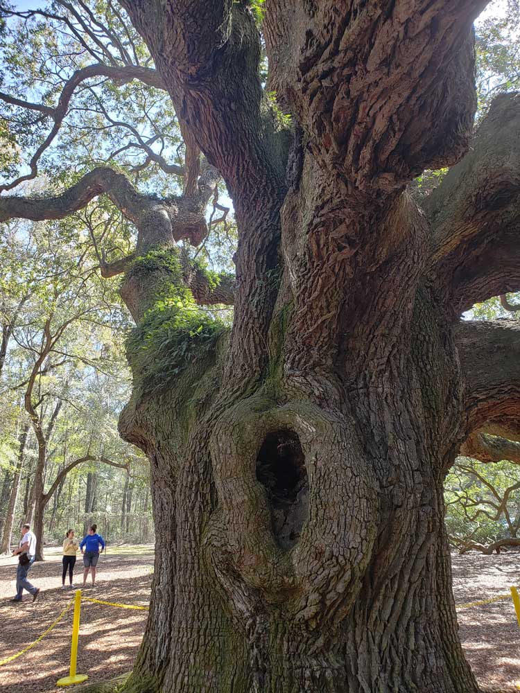 angel-oak-tree-trunk