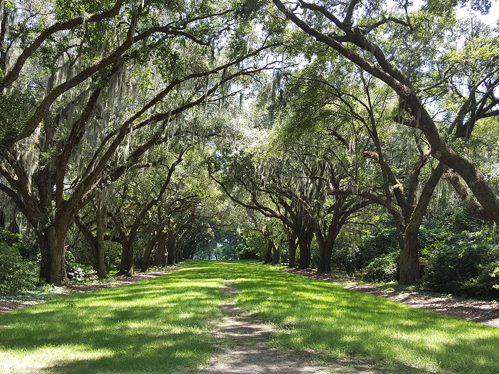 angel-oak-tree-trunk