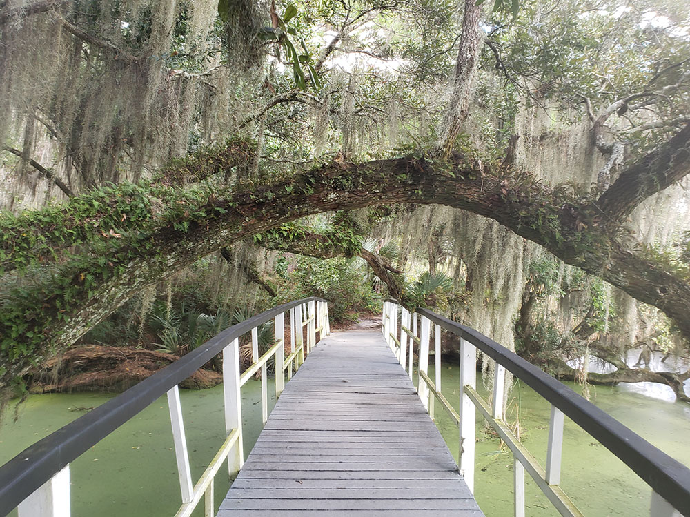 angel-oak-tree-surrounding-trees