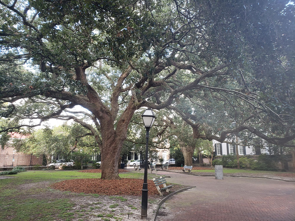 angel-oak-tree-full