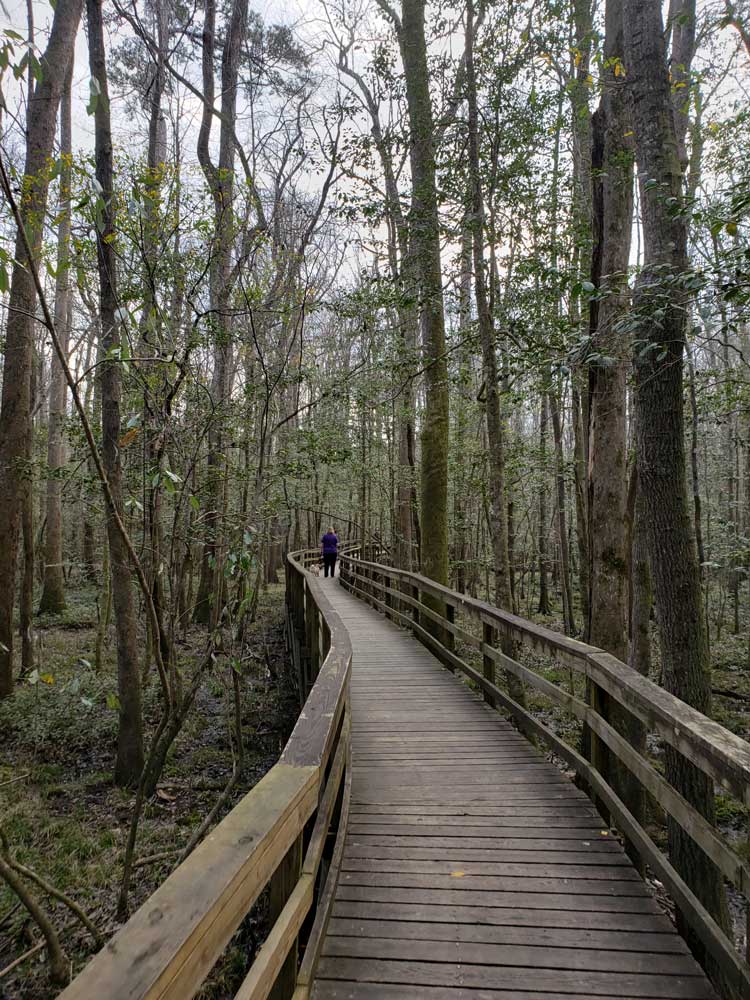 congaree-boardwalk