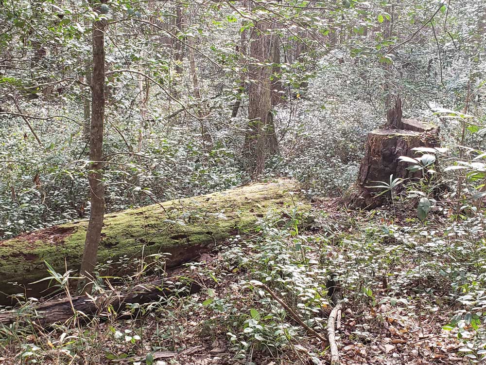 congaree-fallen-tree