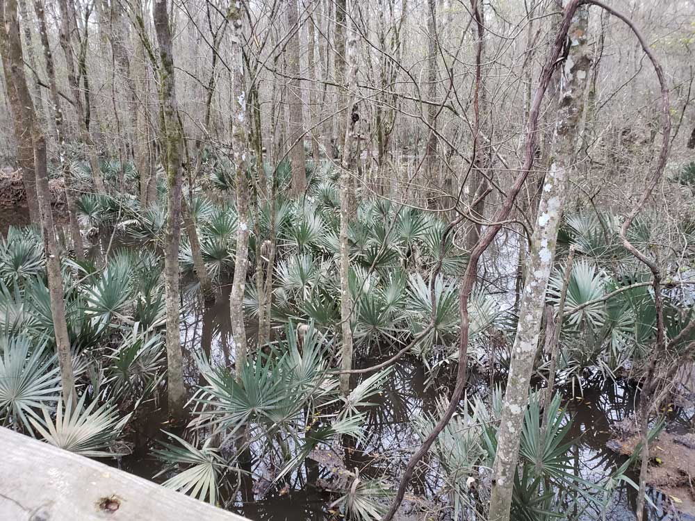 /congaree-plants