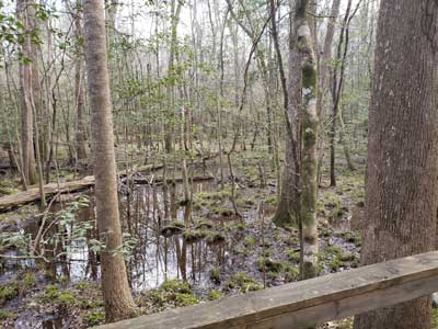 congaree-thumbnail