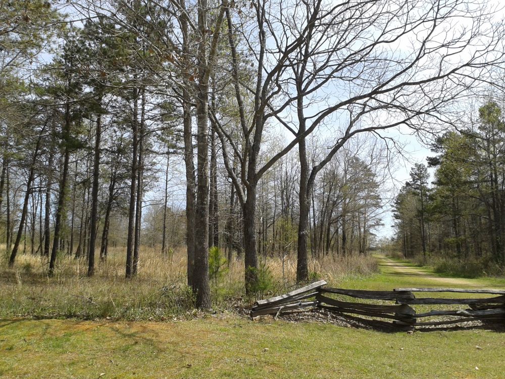mt-sassafras-walkway
