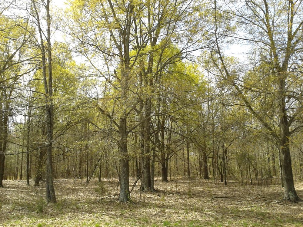 mt-sassafras-walkway