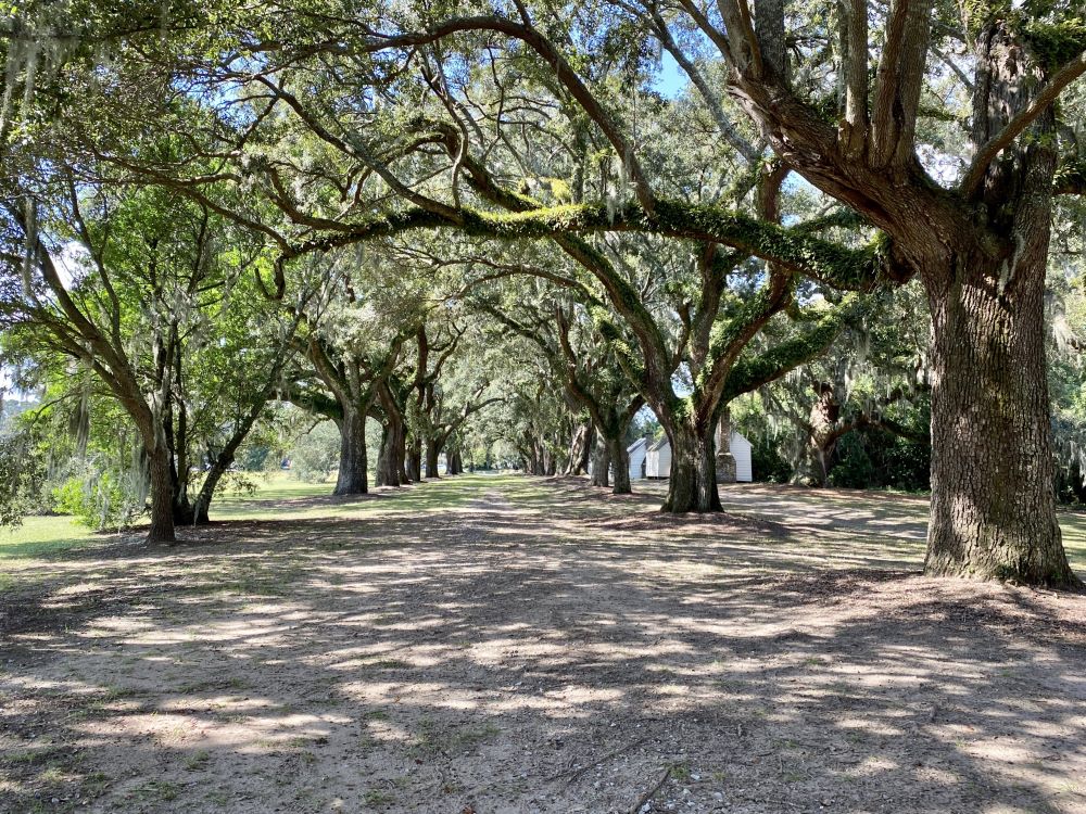 mt-sassafras-walkway