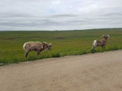 Badlands Bighorn Sheep Sage Creek Road