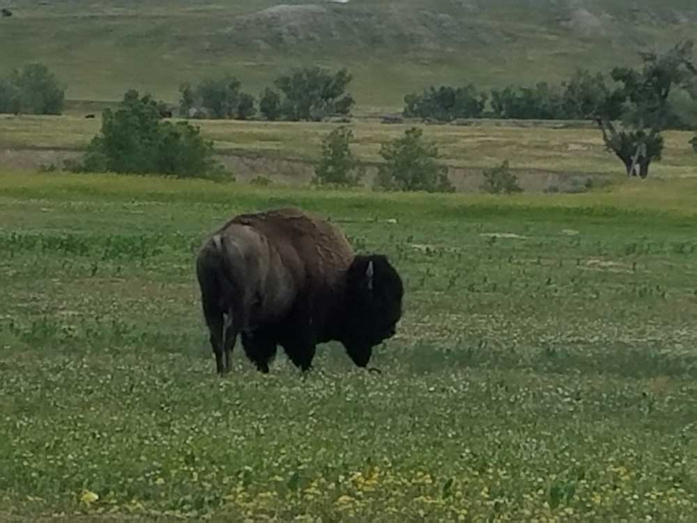 Badlands Buffalo