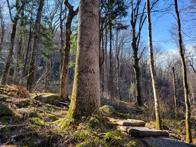 Great Smoky Mountains National Park