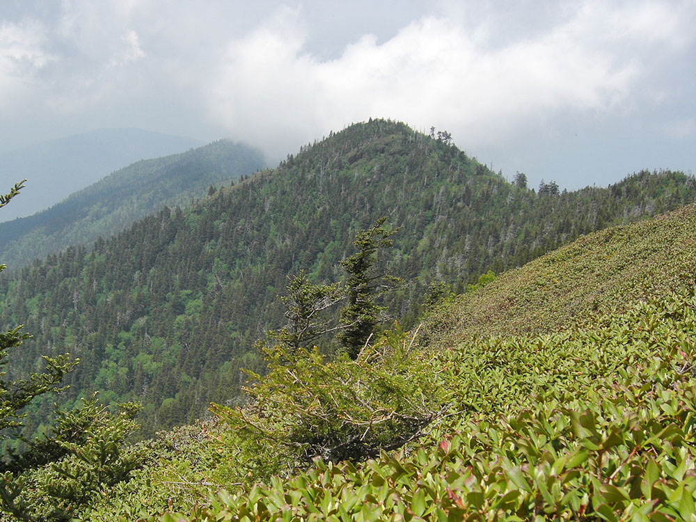 Laurel Falls Lower Falls