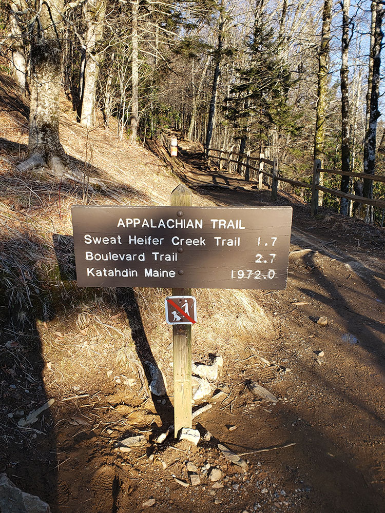 Laurel Falls Lower Falls