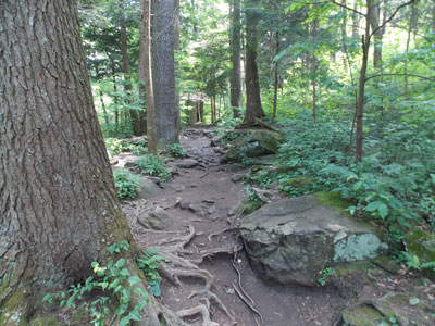 Great Smoky Mountains National Park Laurel Falls