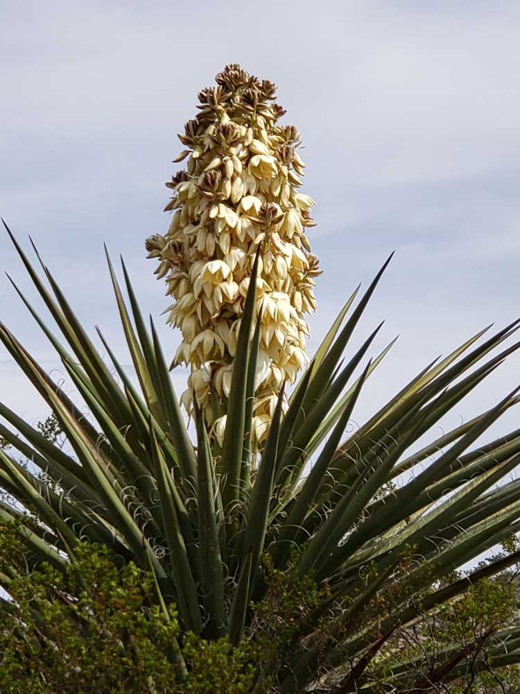 Big Bend National Park Yucca Field
