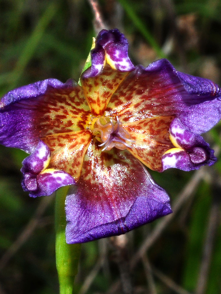 San Antonio Mission San Jose Interior