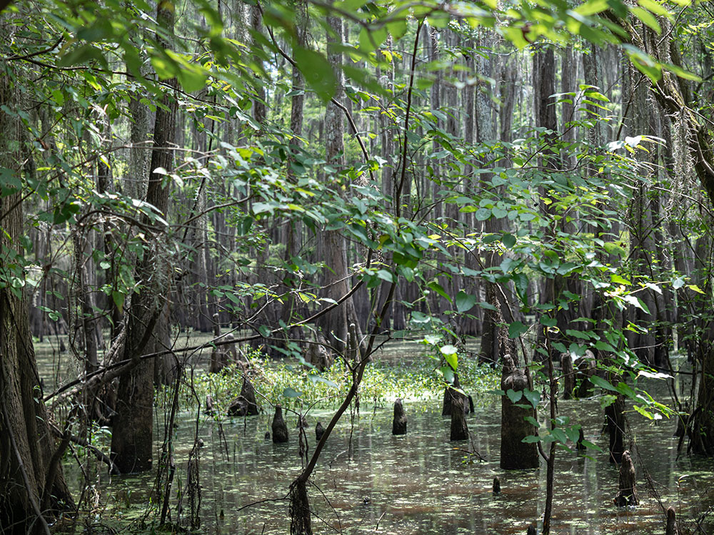 San Antonio Alamo Night 2