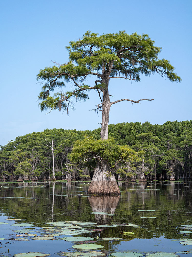 San Antonio Alamo Night 2