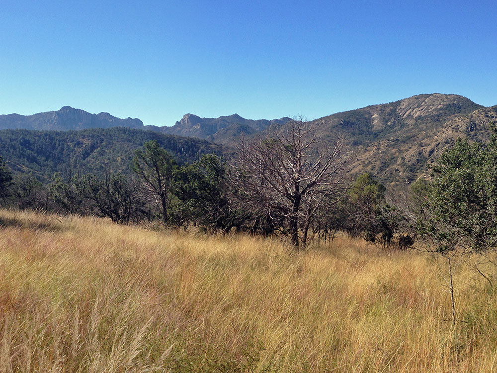 San Antonio Alamo Statue