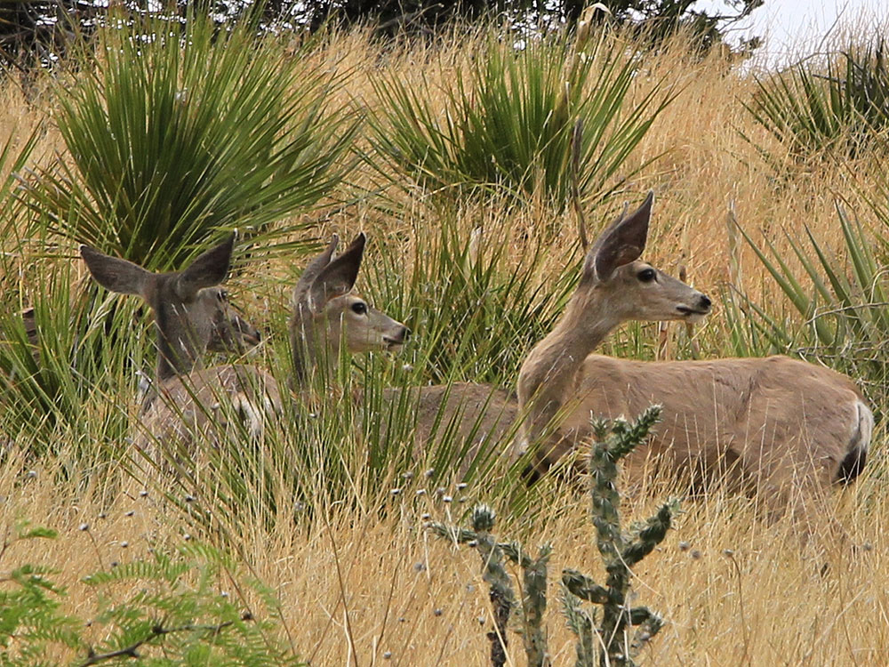 San Antonio Alamo Night 2