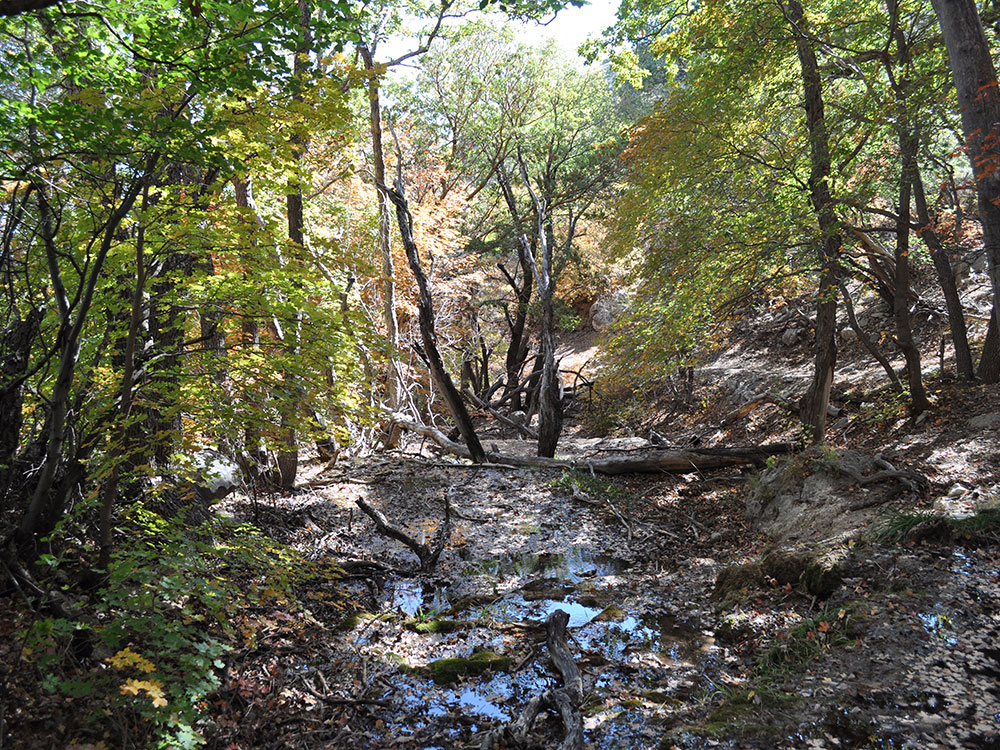 Guadalupe Mountains Dunes