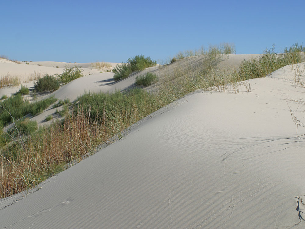 San Antonio Alamo Night 2