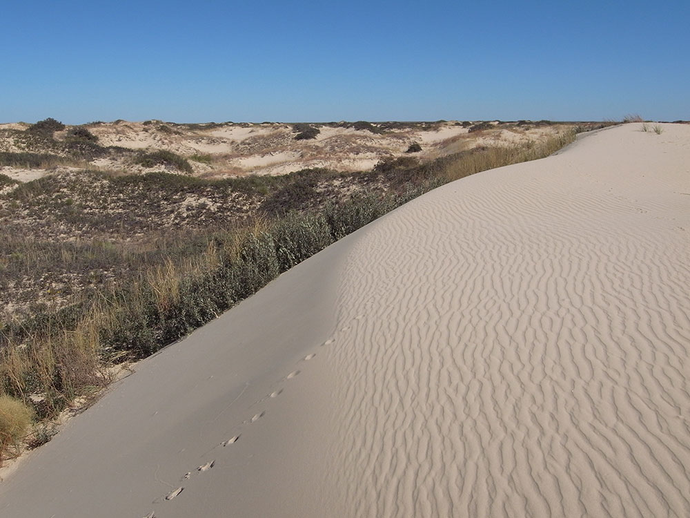 San Antonio Alamo Statue