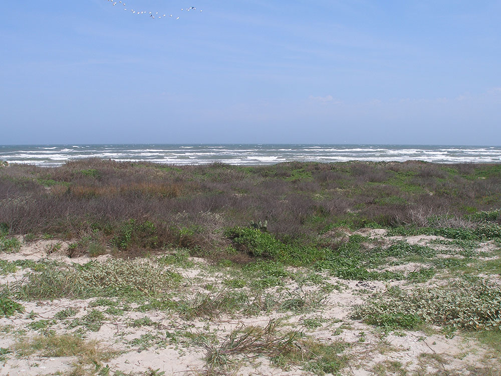 San Antonio Mission Concepcion 2