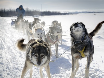 Dog Sledding