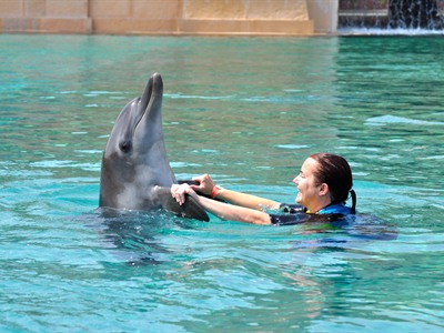 Dolphin Experience