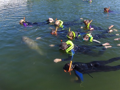 Manatee Snorkeling