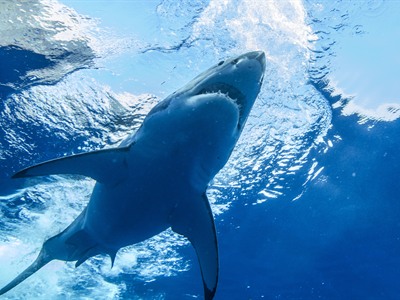 Shark Cage