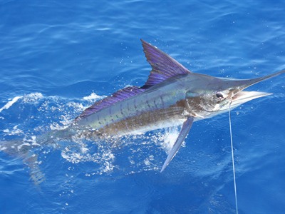 Sports Fishing