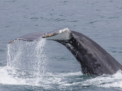 Whale Watching