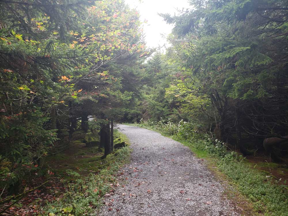 spruce-knob-trail