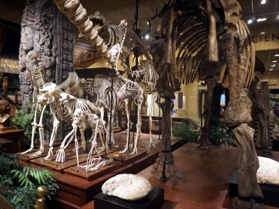 A Sense of Wonder: The Museum of the 1890s exhibit, Milwaukee Public Museum