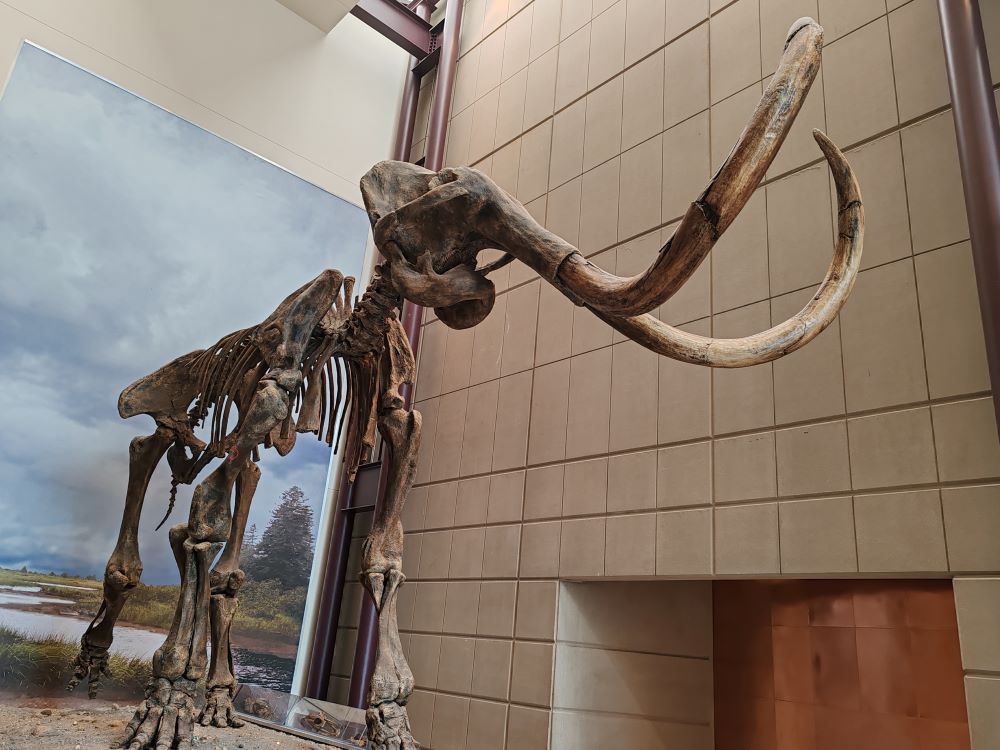Woolly mammoth fossil excavated from Kenosha, Wisconsin, on display at the Milwaukee Public Museum