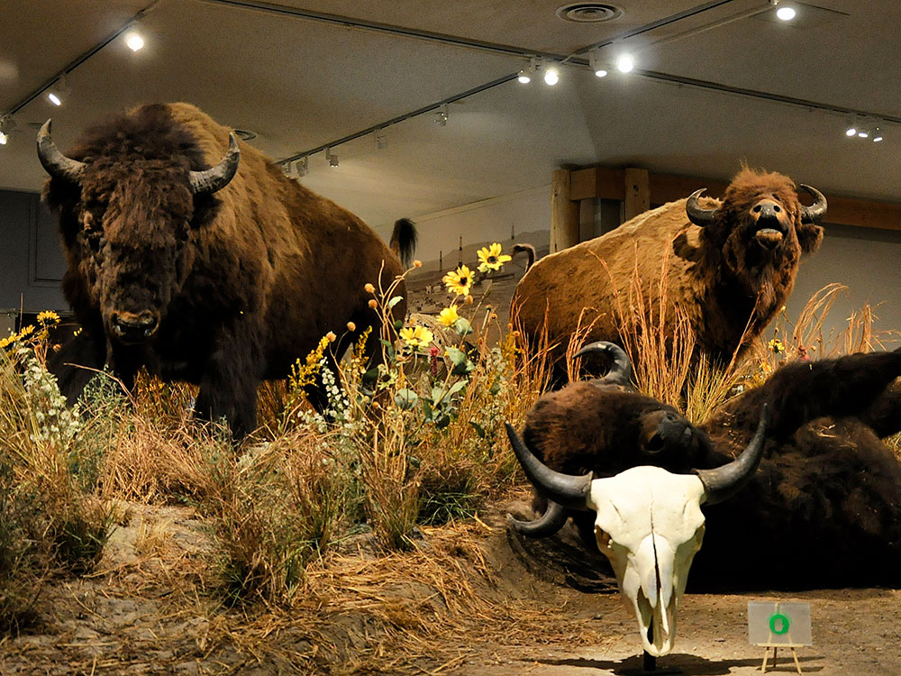 Grand Canyon Yellowstone Cliffs