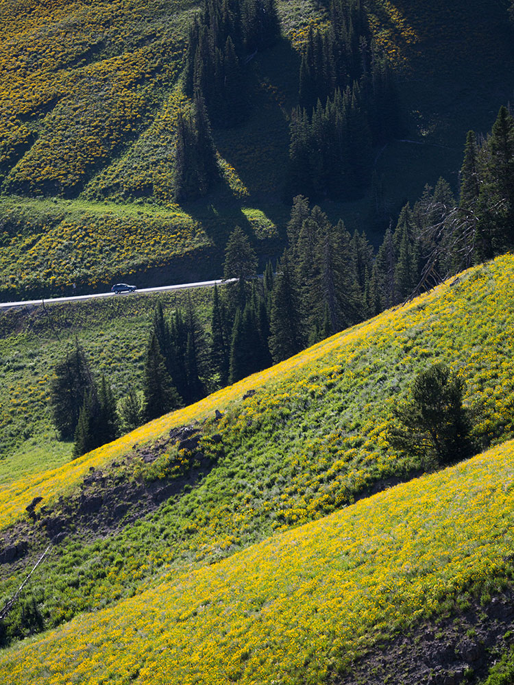 Dunraven Pass in summer, Yellowstone National Park