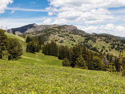 Dunraven Pass, Yellowstone National Park