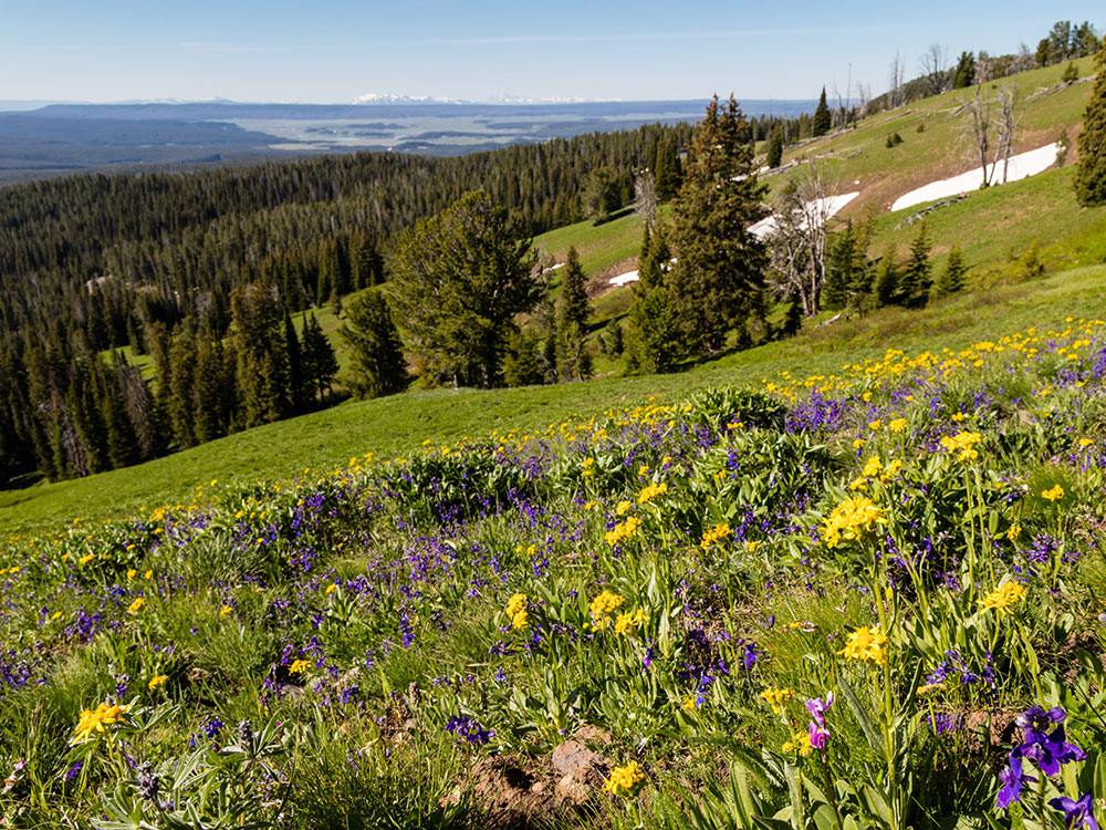 Wildflowers blooming near Dunraven Pass, Yellowstone