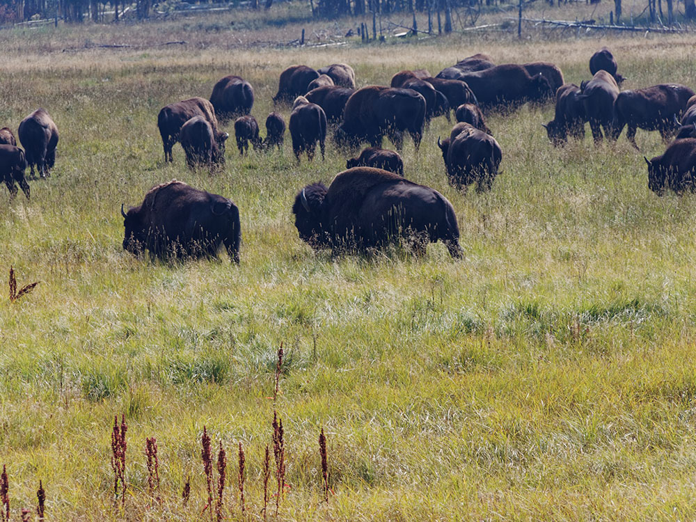 Bison grazing in Hayden Valley, Yellowstone