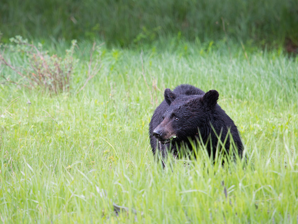 Black bear crossing Blacktail Deer Plateau, Yellowstone