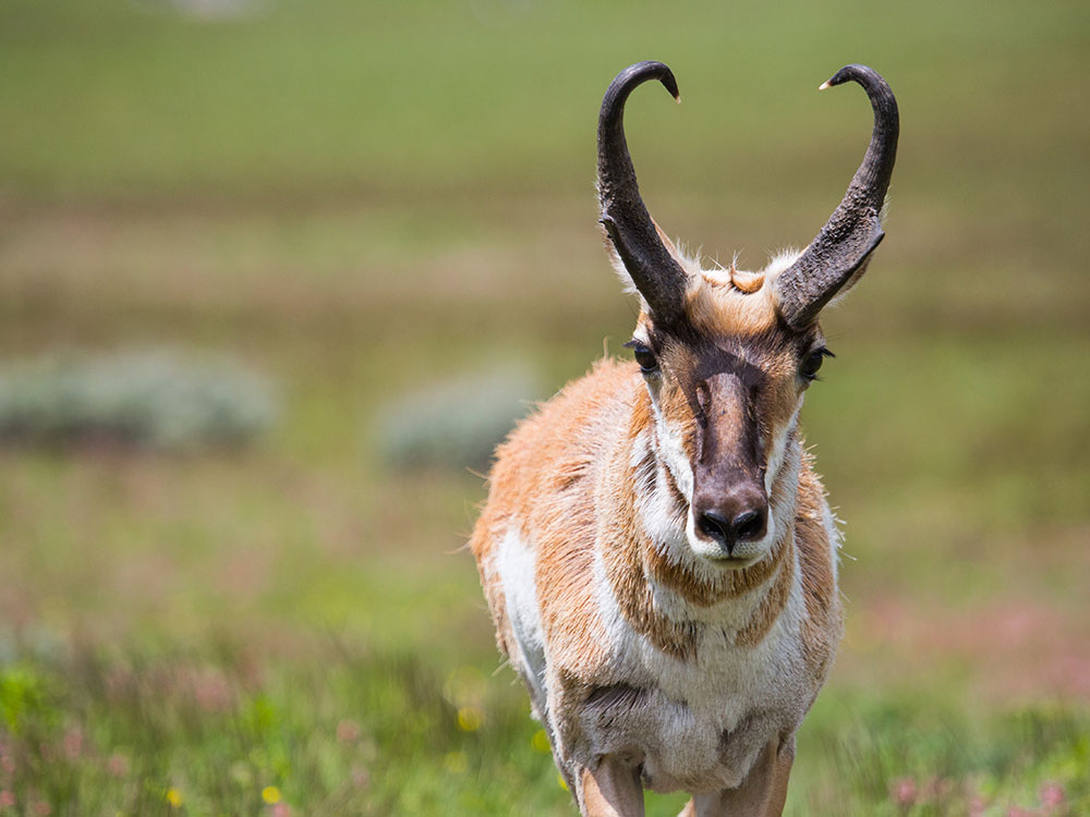 Pronghorn grazing on Blacktail Deer Plateau, Yellowstone